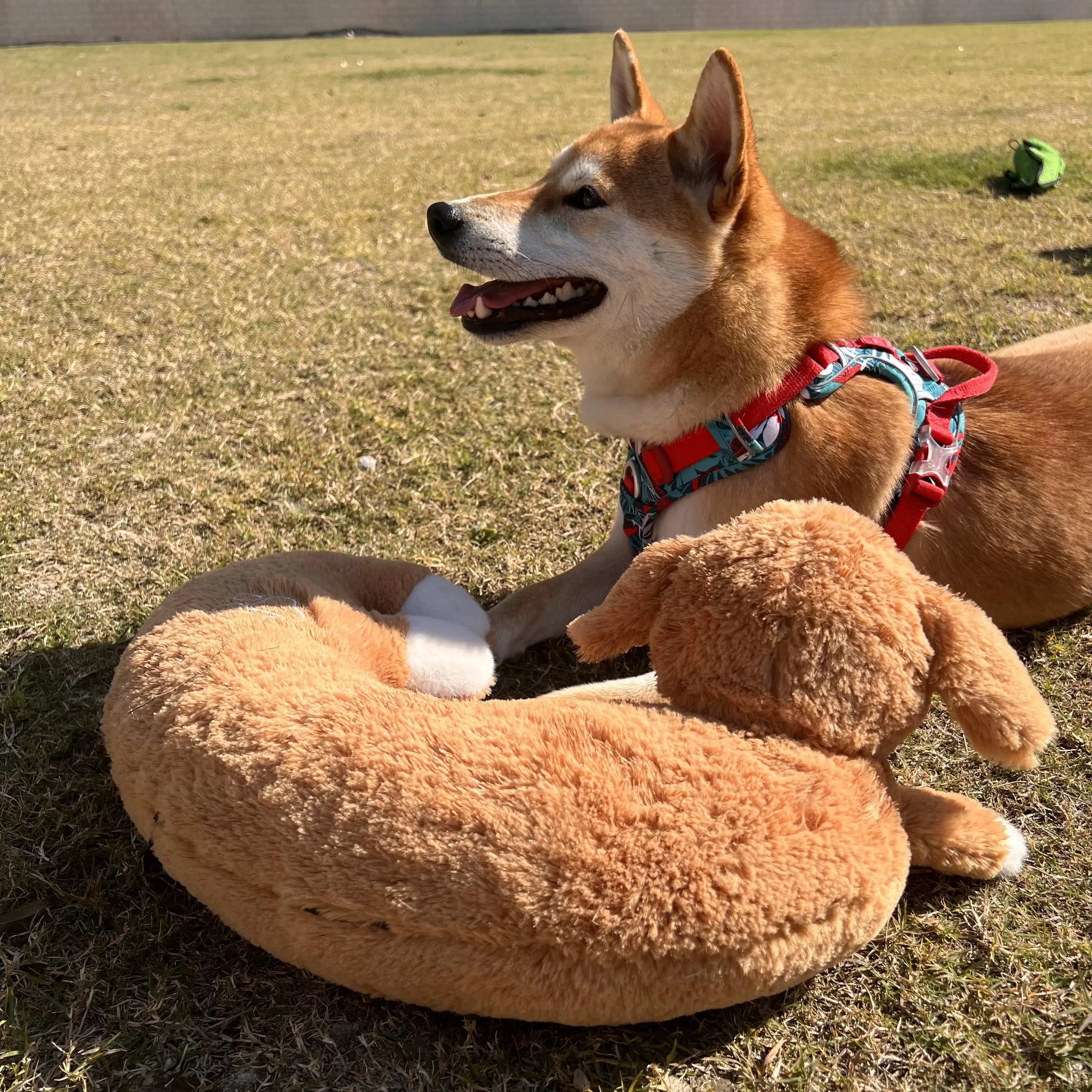 Curved Pillow Dog Heartbeat Toy for Comfort And Behavioral Training Heartbeat Stuffed Toy for Dogs And Cats