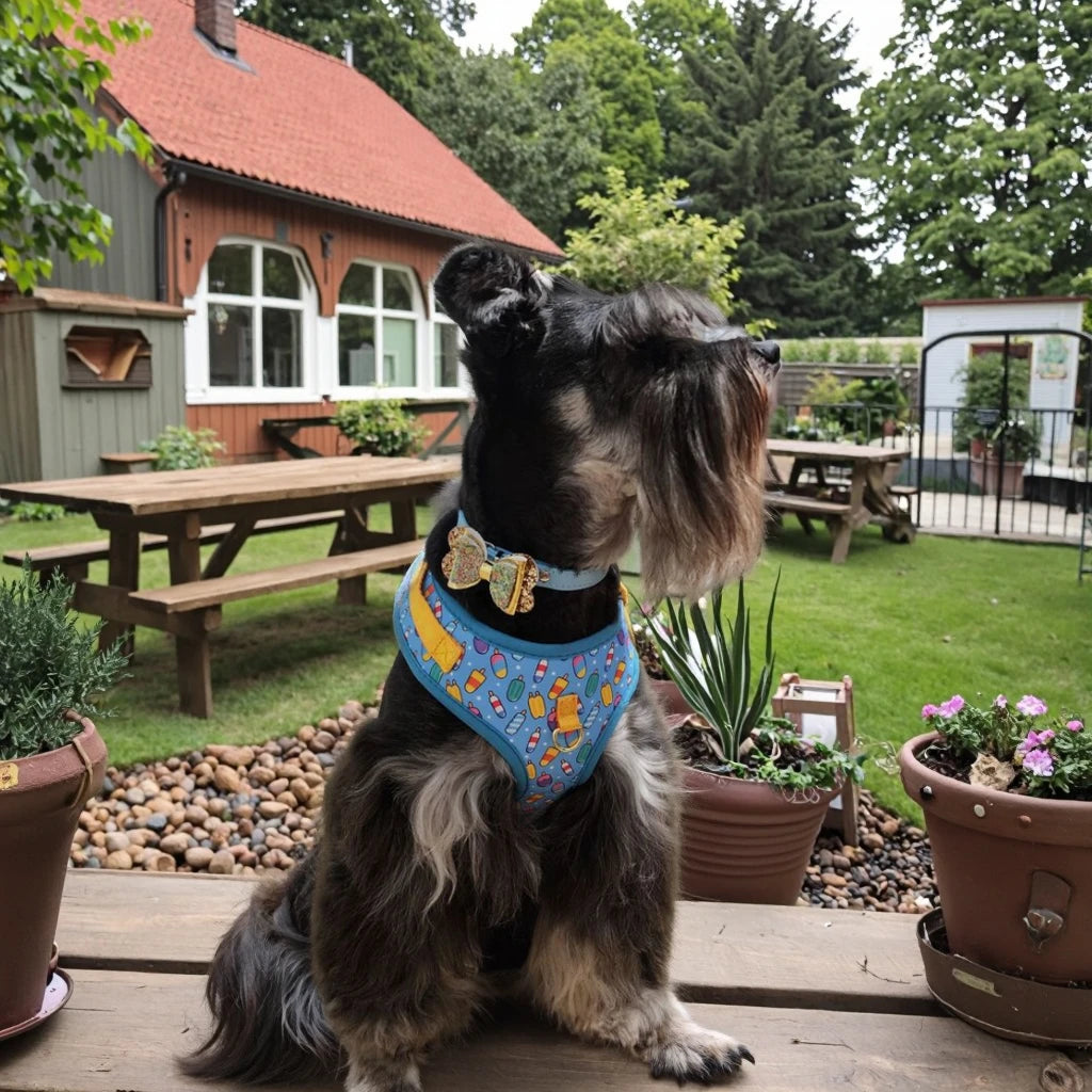 Romantic Holiday Curated Gift Light Luxury Adjustable Personalized Print Dog Harness + 1Pcs Tone Pet ID Tag Free With Purchase