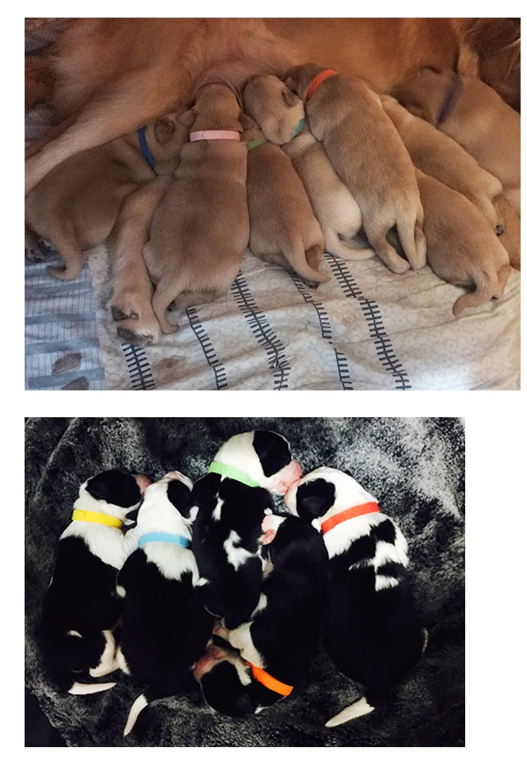 12pcs Pet Collars Dog Cat Hook and Loop Identification Collar Kitten Puppy Id Classification Dog Accessories for Small Dogs